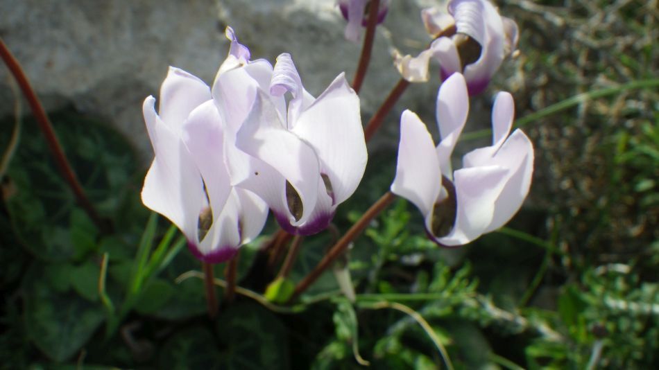 2019-02-03 23 Walk 16 Cyclamen.JPG