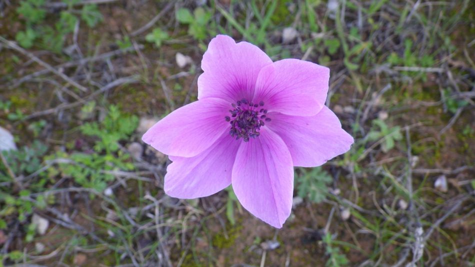2019-02-05 12 Walk 8 Anemone.JPG