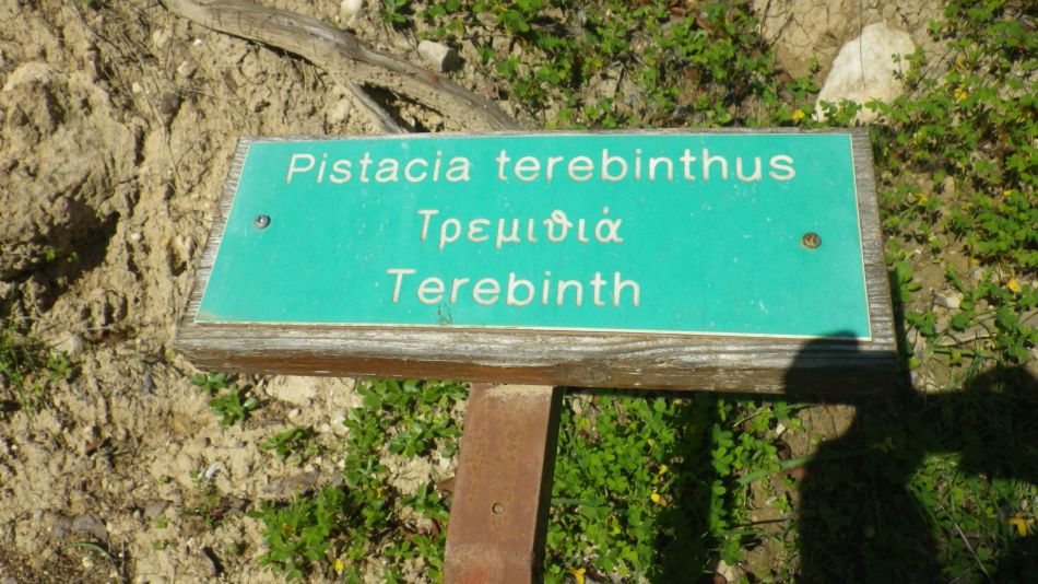 2019-02-05 15 Walk 8 Terebinth.JPG