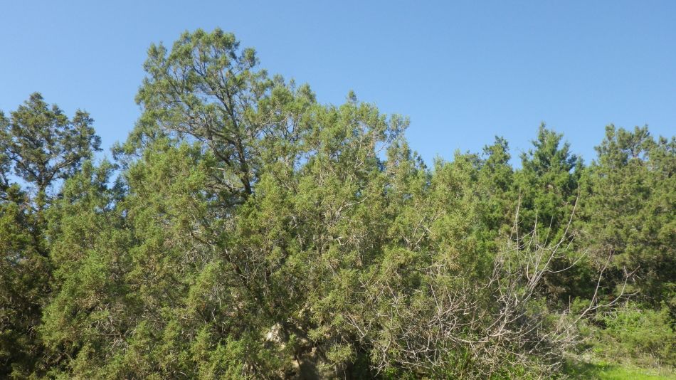 2019-02-05 16 Walk 8 Terebinth.JPG