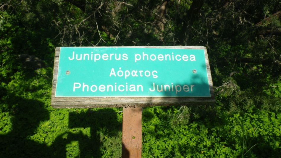 2019-02-05 17 Walk 8 Juniper.JPG