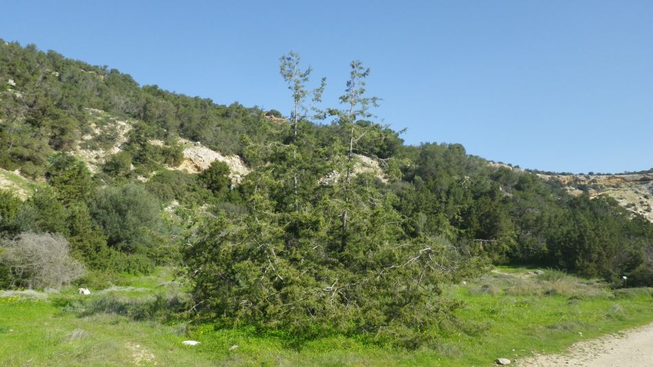 2019-02-05 18 Walk 8 Juniper.JPG