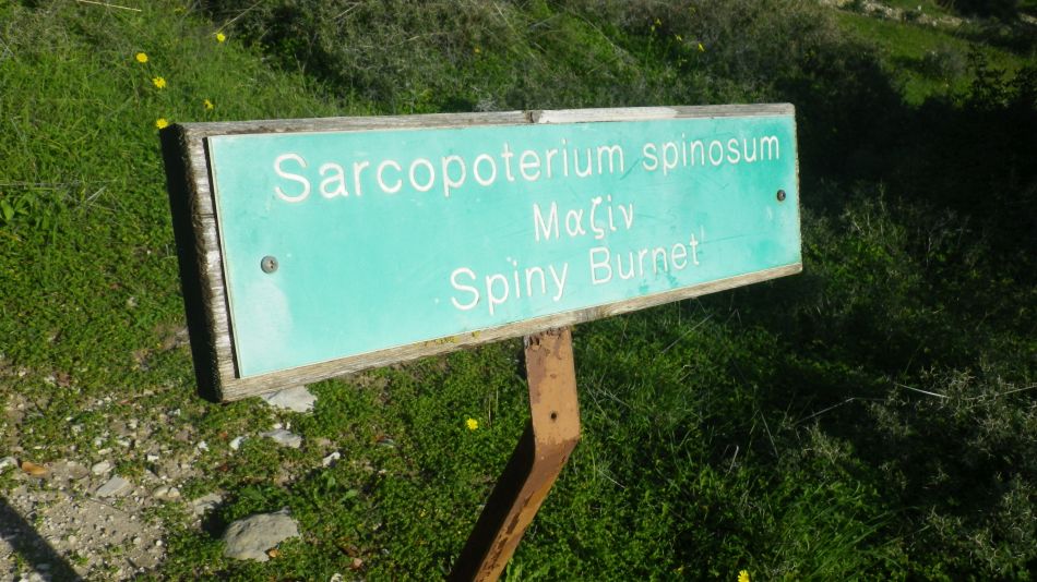 2019-02-05 19 Walk 8 Spiny Burnet.JPG