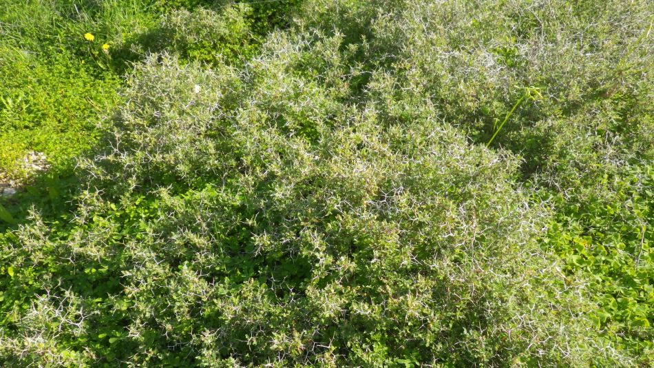 2019-02-05 20 Walk 8 Spiny Burnet.JPG