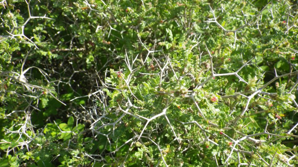 2019-02-05 21 Walk 8 Spiny Burnet.JPG