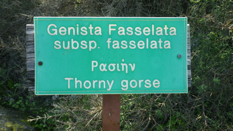 2019-02-05 22 Walk 8 Gorse.JPG