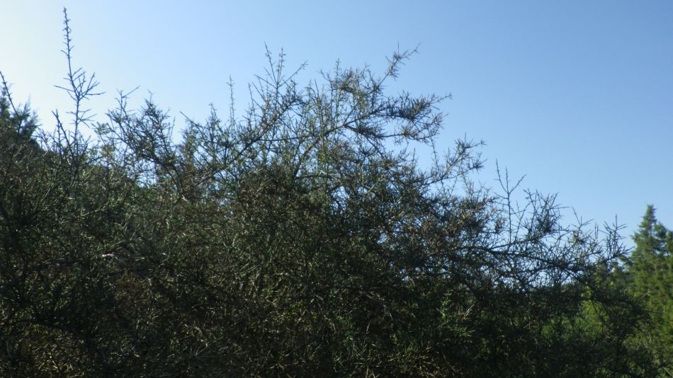 2019-02-05 23 Walk 8 Gorse.JPG