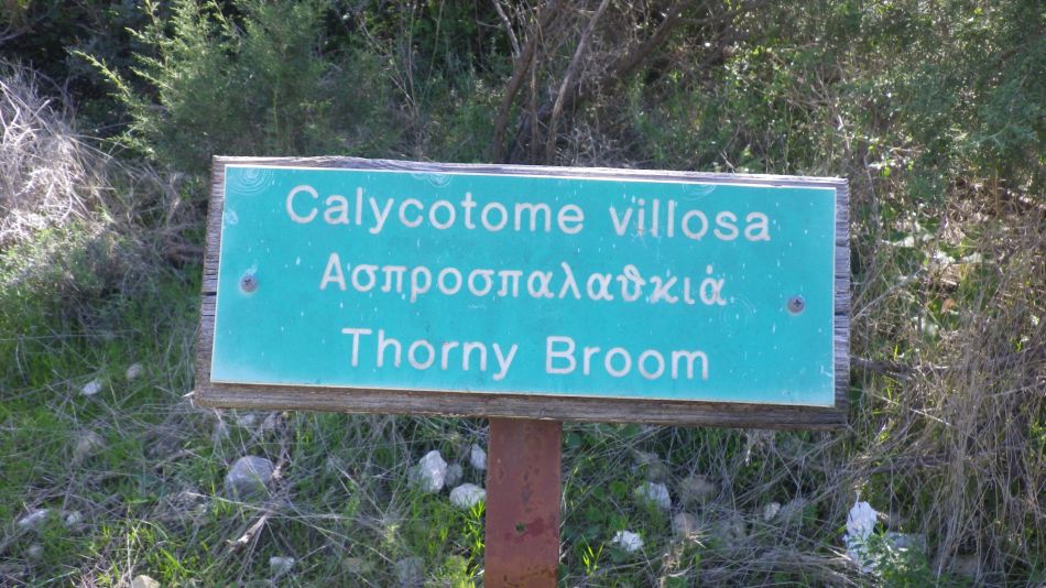 2019-02-05 24 Walk 8 Broom.JPG