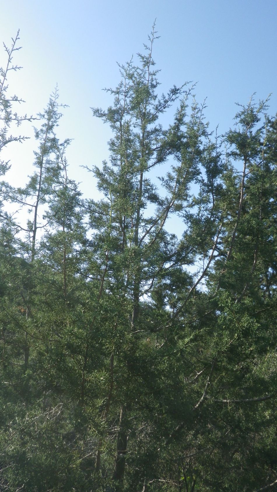 2019-02-05 25 Walk 8 Broom.JPG