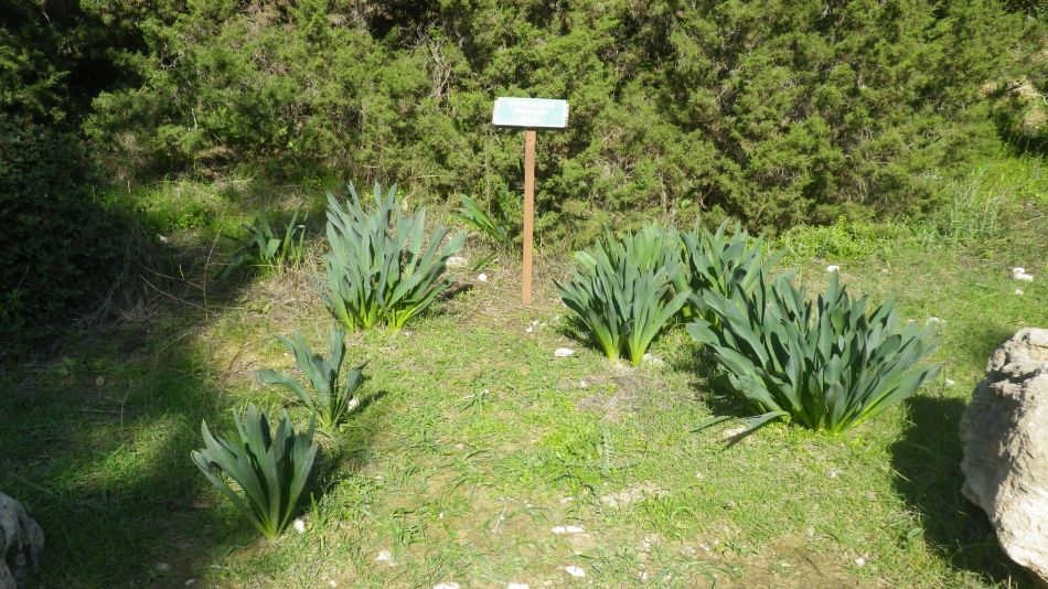 2019-02-05 26 Walk 8 Squills.JPG