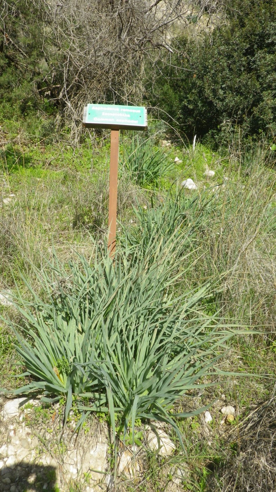 2019-02-05 27 Walk 8 Asphodel.JPG