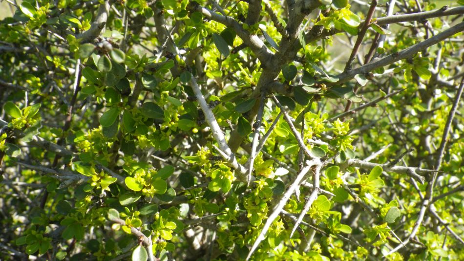 2019-02-05 29 Walk 8 Buckthorn.JPG