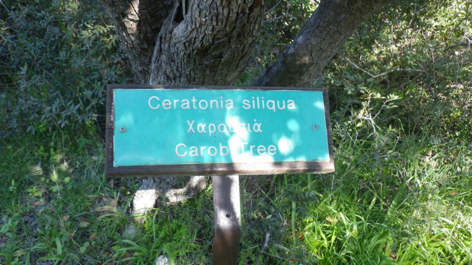 2019-02-05 30 Walk 8 Carob.JPG