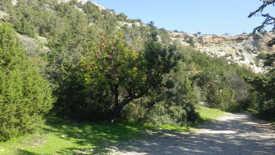 2019-02-05 31 Walk 8 Carob.JPG