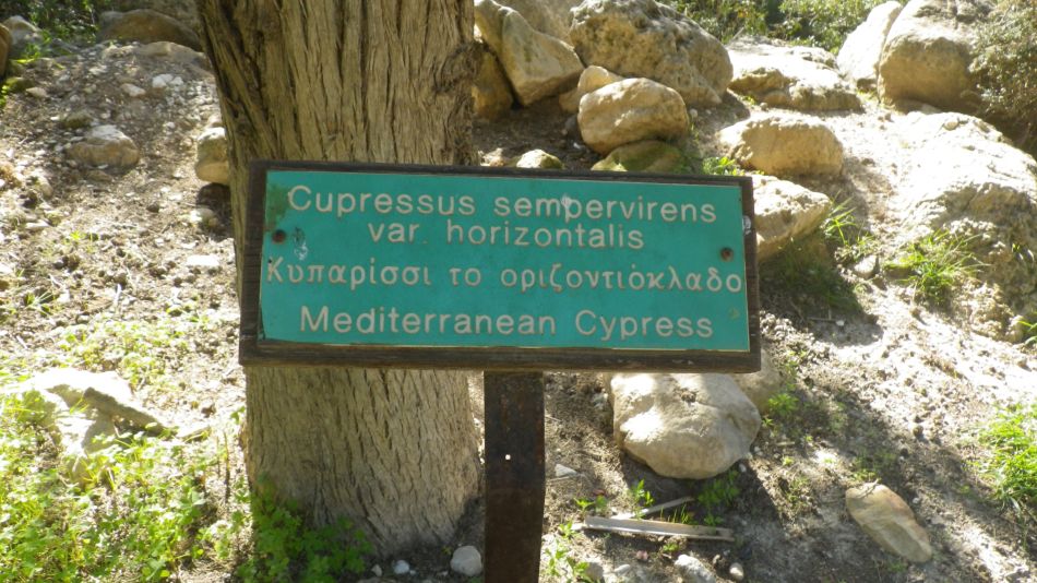 2019-02-05 32 Walk 8 Cypress.JPG