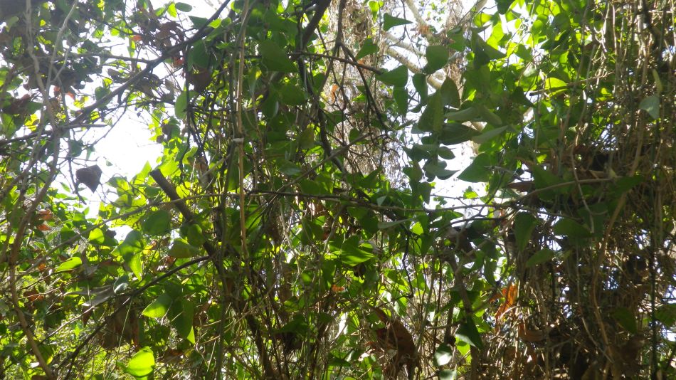 2019-02-05 35 Walk 8 Storax.JPG