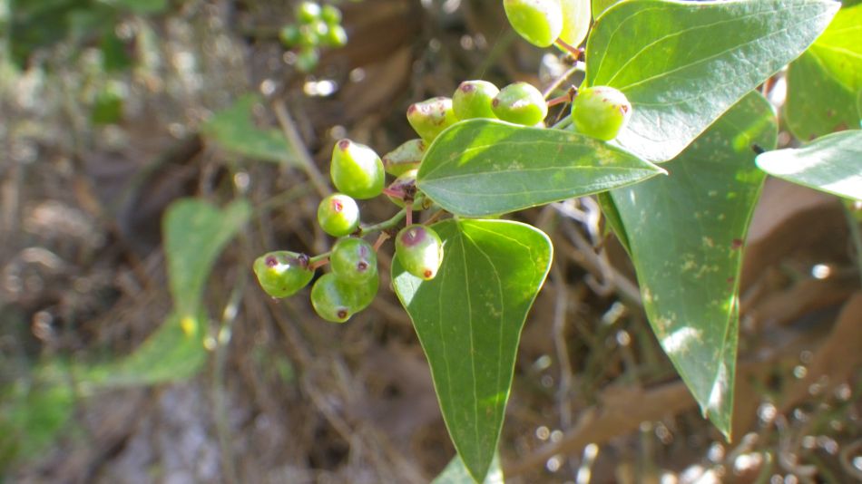 2019-02-05 36 Walk 8 Storax.JPG