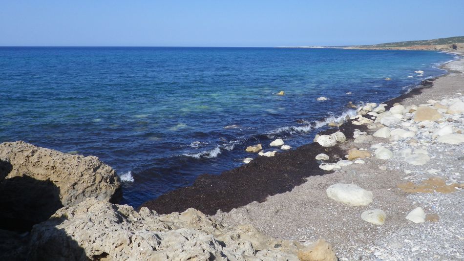 2019-02-05 51 Walk 8 Stinking Rotting Seaweed.JPG