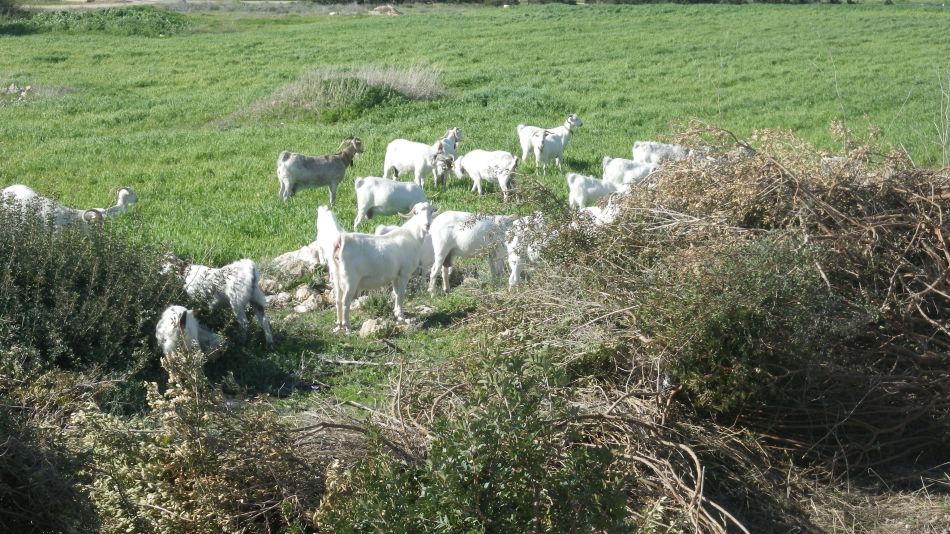 2019-02-05 58 Walk 8 Sheep.JPG