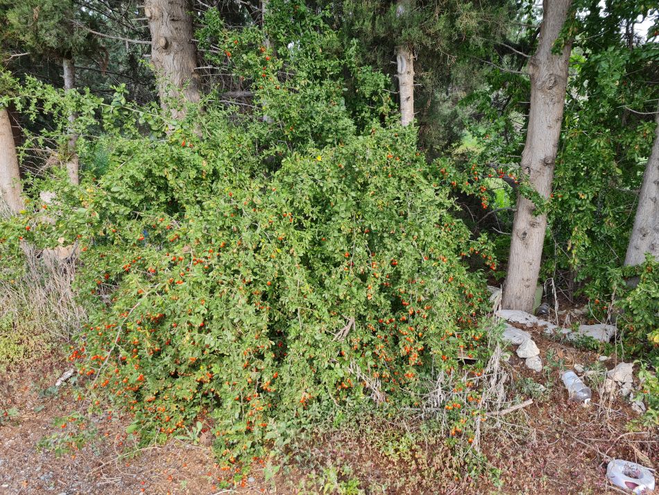 2023-01-08 18 Local Area Paphos.jpg