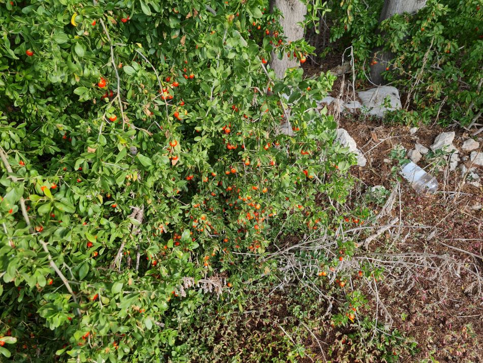 2023-01-08 19 Local Area Paphos.jpg