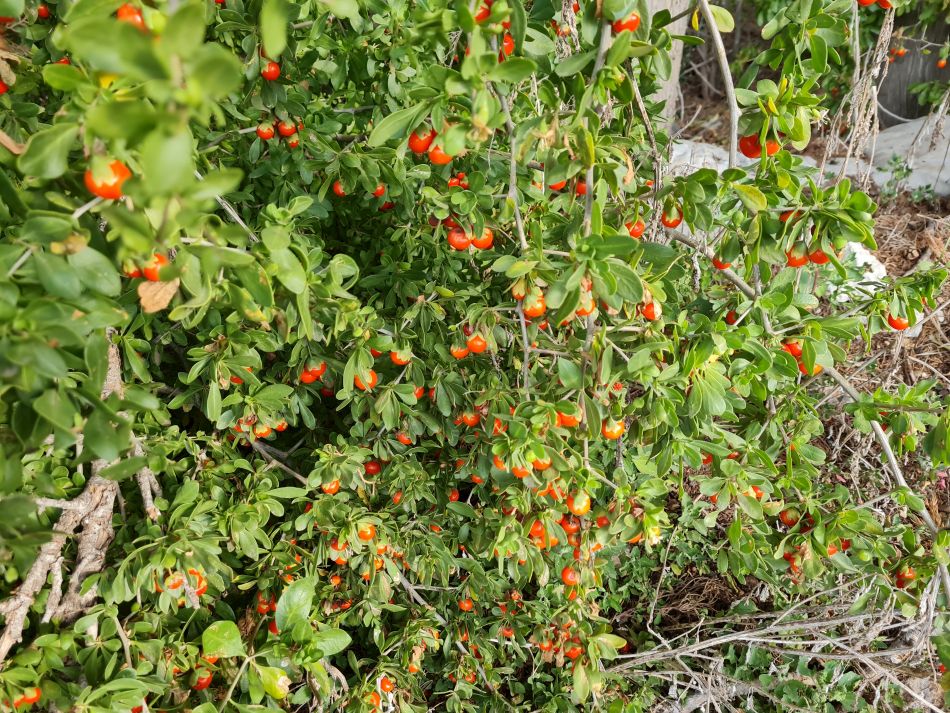 2023-01-08 20 Local Area Paphos.jpg