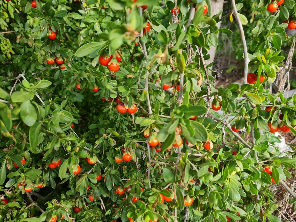 2023-01-08 21 Local Area Paphos.jpg