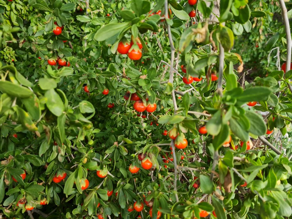 2023-01-08 22 Local Area Paphos.jpg