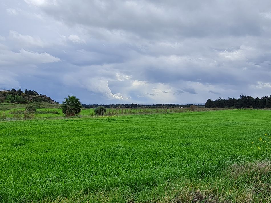 2023-01-08 46 Local Area Paphos.jpg