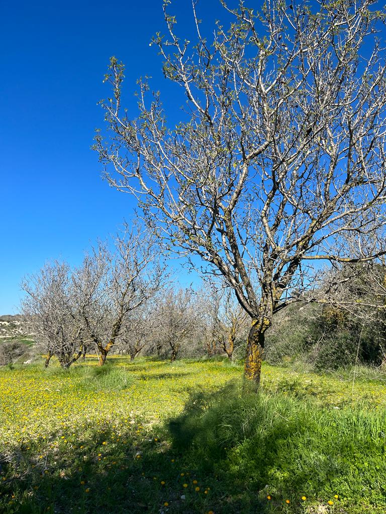 2023-01-23 28 Episkopi to Paphos.jpg