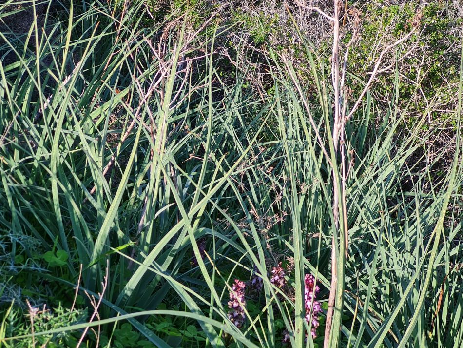 2023-01-25 13 Mavrokolympos Dam.jpg
