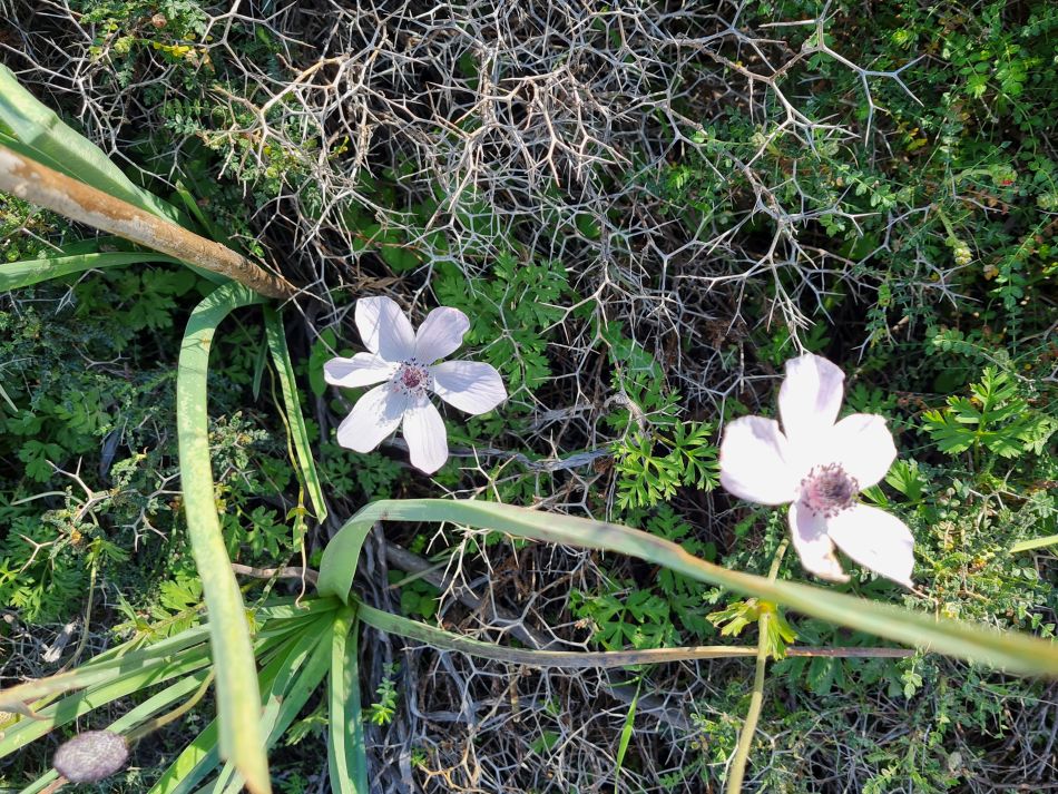 2023-01-25 15 Mavrokolympos Dam.jpg