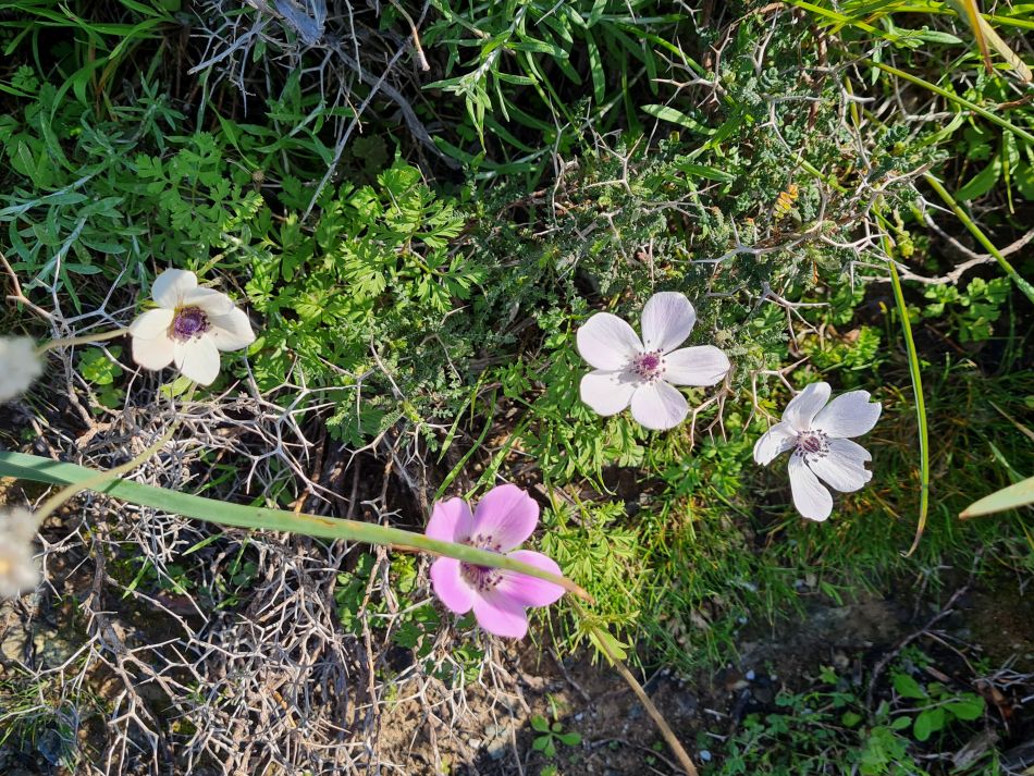 2023-01-25 16 Mavrokolympos Dam.jpg