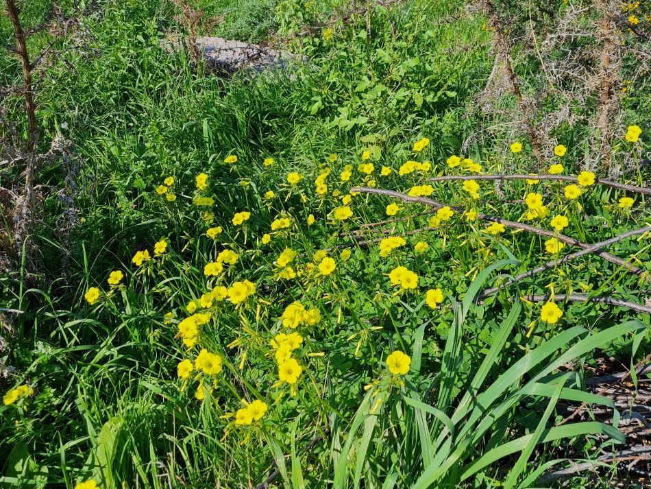2023-01-25 17 Mavrokolympos Dam.jpg