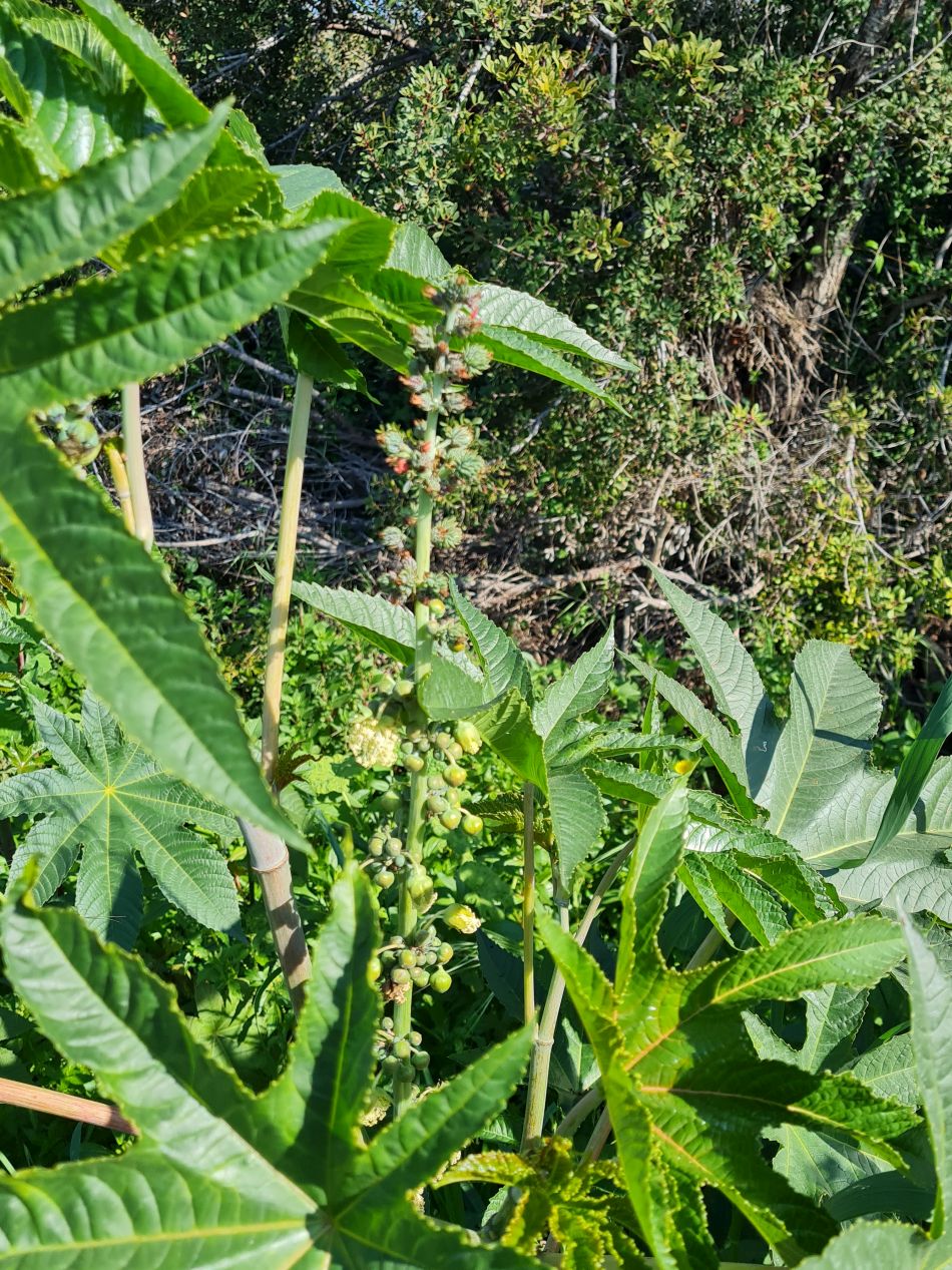 2023-01-25 20 Mavrokolympos Dam.jpg
