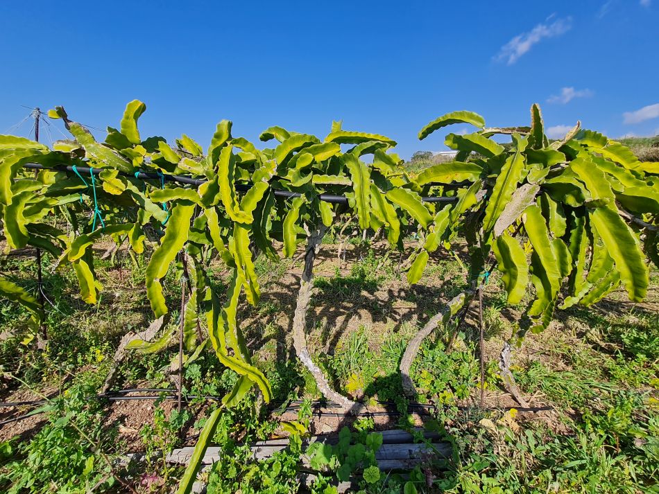 2023-01-25 21 Mavrokolympos Dam.jpg