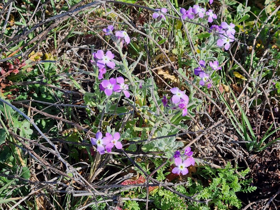 2023-01-29 12 Paphos Airport Walk.jpg