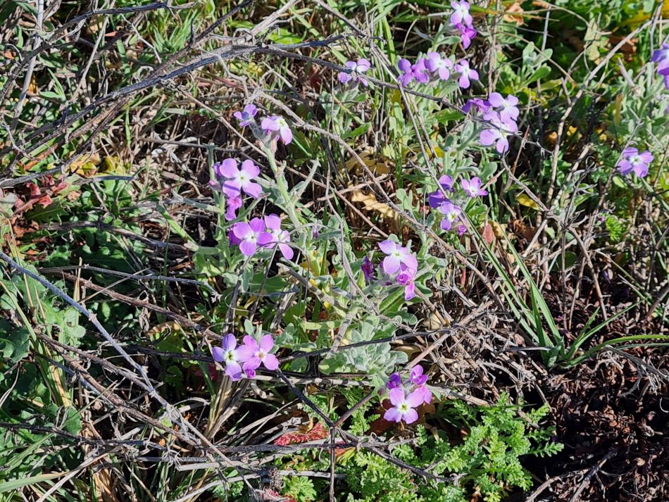 2023-01-29 13 Paphos Airport Walk.jpg