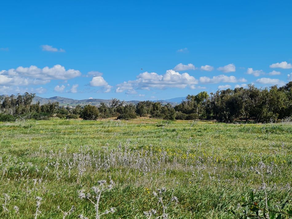 2023-01-29 14 Paphos Airport Walk.jpg