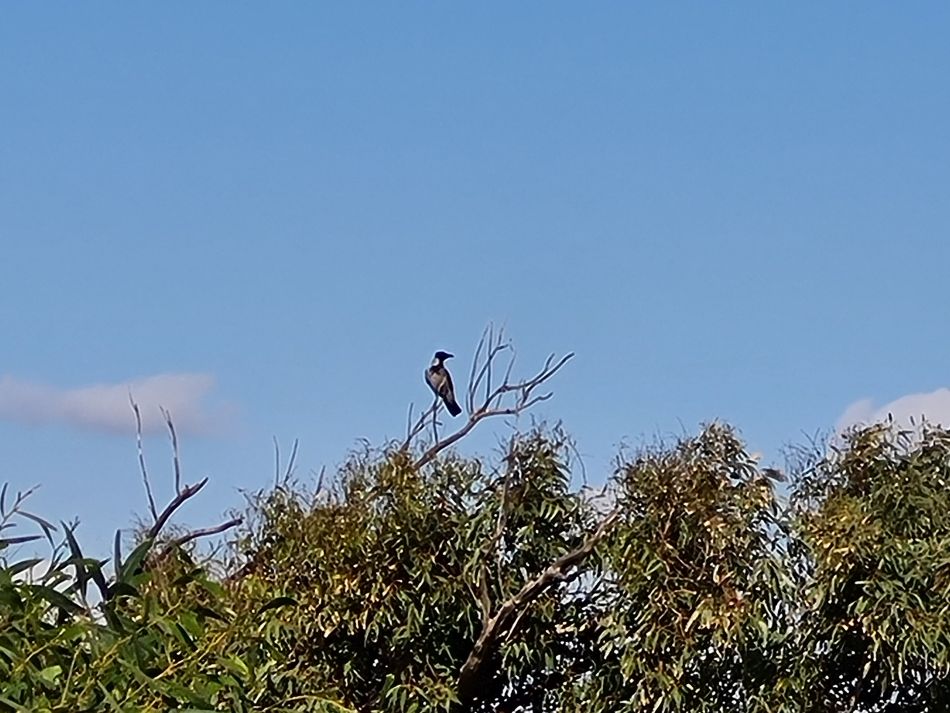 2023-01-29 17 Paphos Airport Walk.jpg