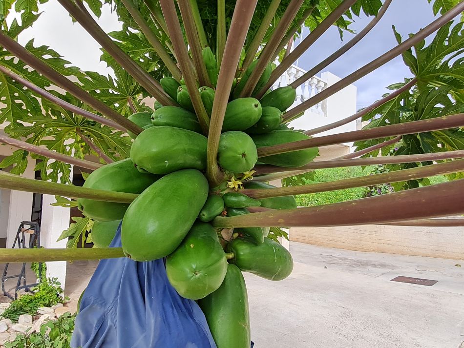 2023-01-31 12 Carica papaya pawpaw.jpg