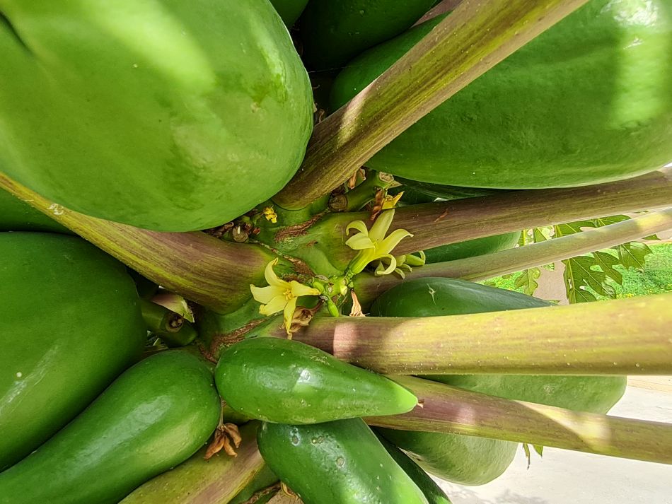 2023-01-31 13 Carica papaya pawpaw.jpg