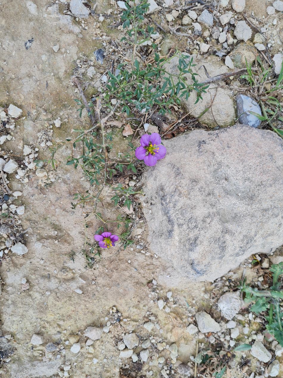 2023-01-31 29 Fagonia cretica.jpg