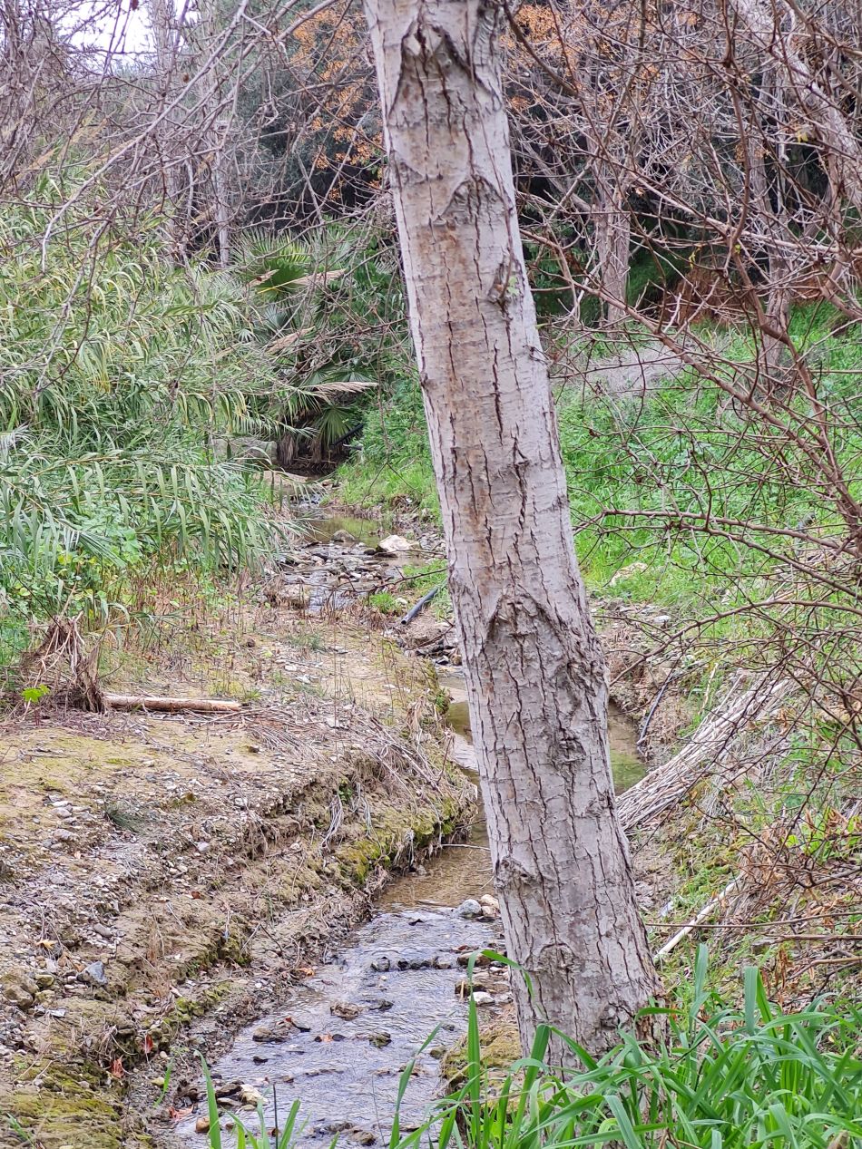 2023-01-31 43 Geroskipou Seven Saint Georges.jpg