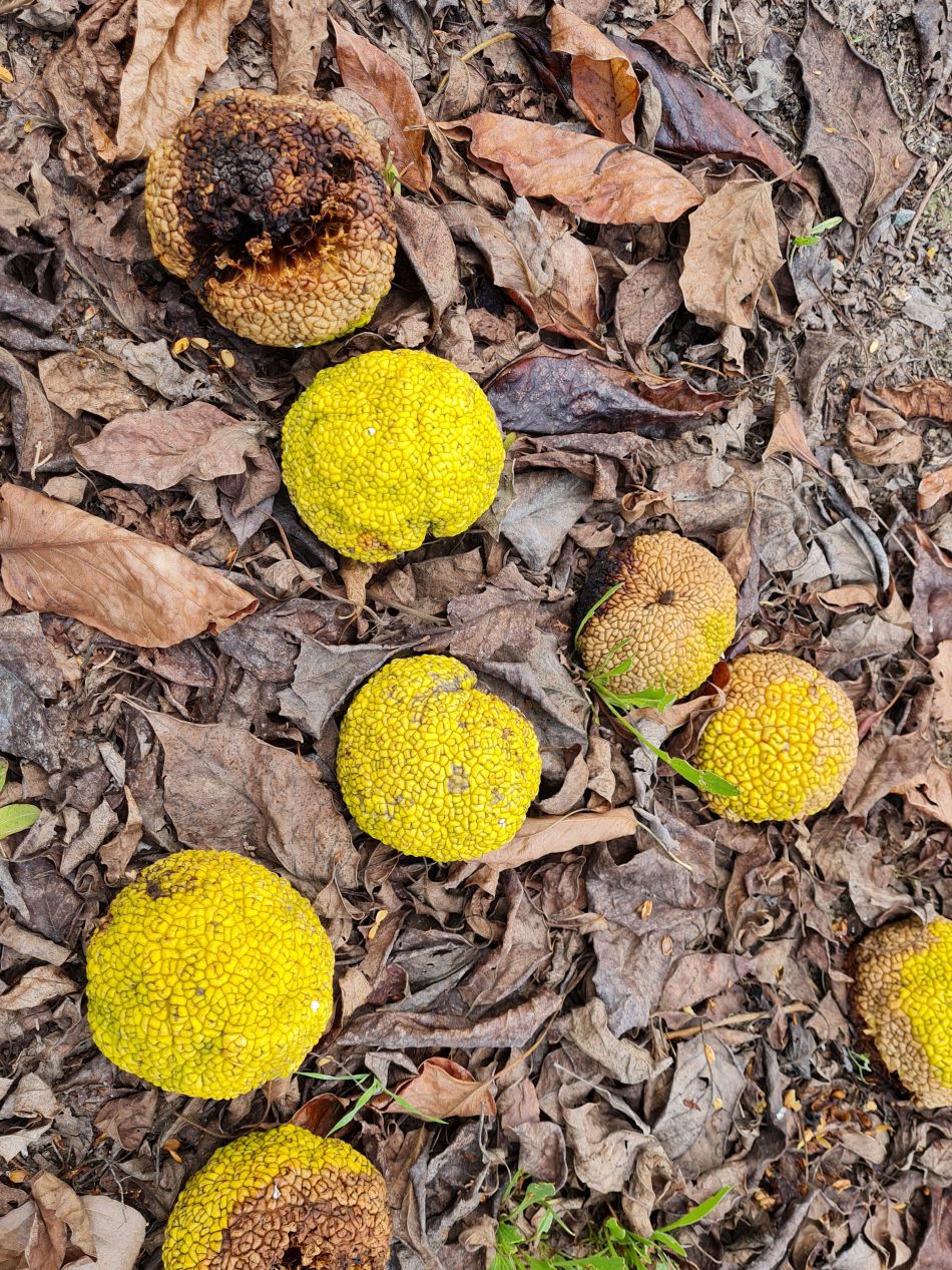 2023-01-31 44 Geroskipou Seven Saint Georges.jpg