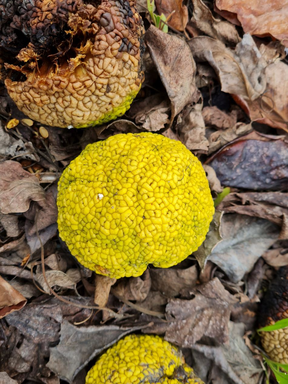 2023-01-31 45 Geroskipou Seven Saint Georges.jpg