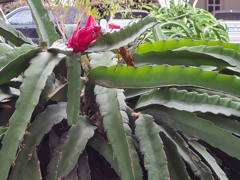 2023-01-31 46 Geroskipou Seven Saint Georges.jpg