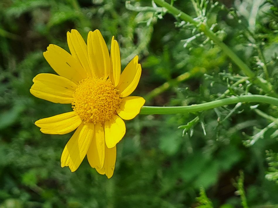 2023-01-31 47 Geroskipou Seven Saint Georges.jpg