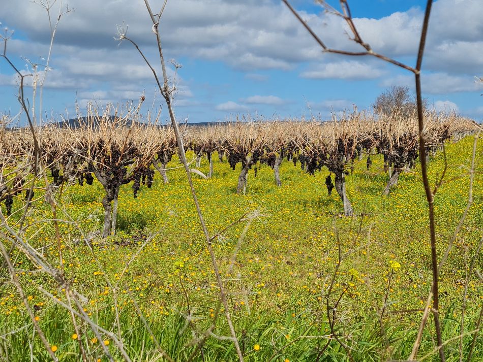 2023-02-02 05 Kathikas to Agios Georgios.jpg