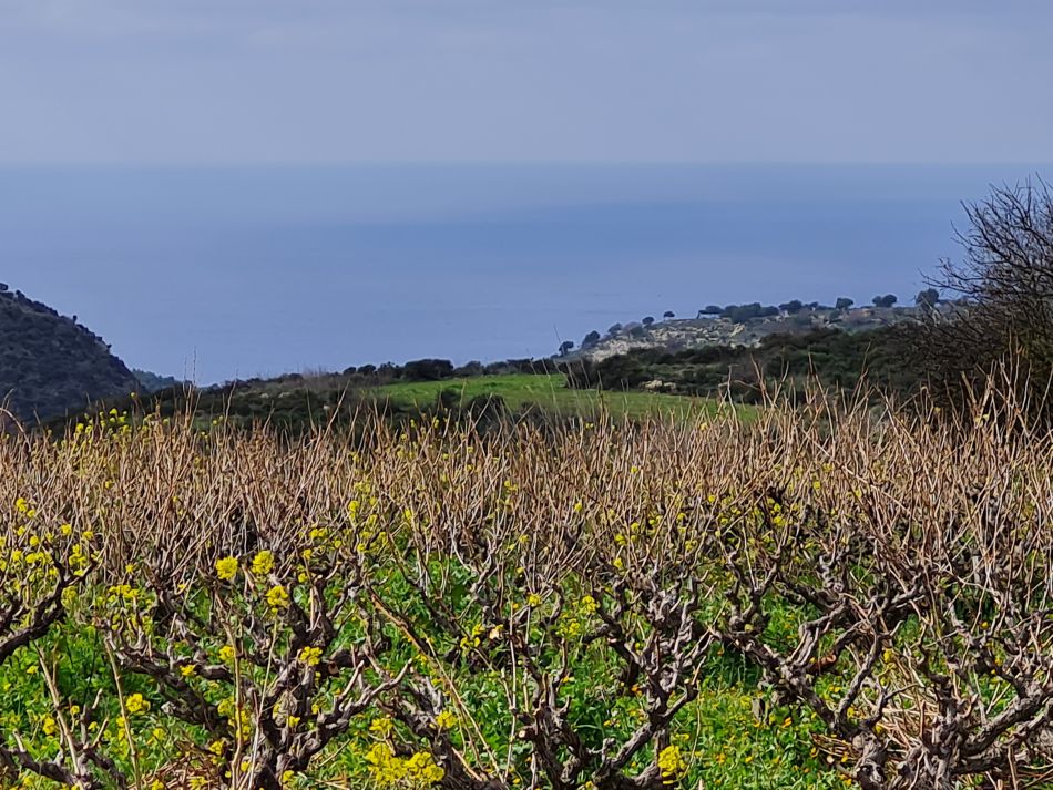 2023-02-02 06 Kathikas to Agios Georgios.jpg